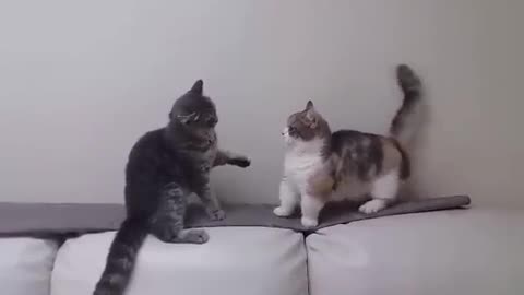 Two Cats Trying to Fight