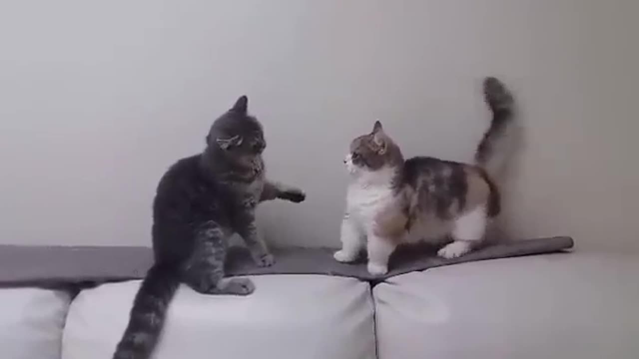 Two Cats Trying to Fight