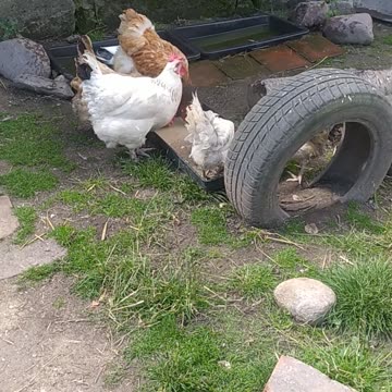 Roosters good morning!!! 😁Good farm life 🍄💚🌼