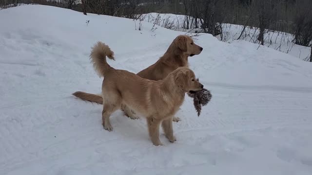 Golden Retrievers fly through the snow like dolphins