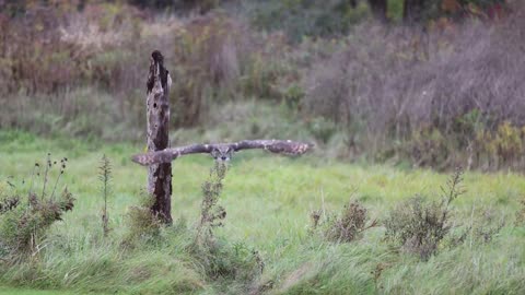 Slow motion great horned owl flying at Canadian Raptor Conservancy #2