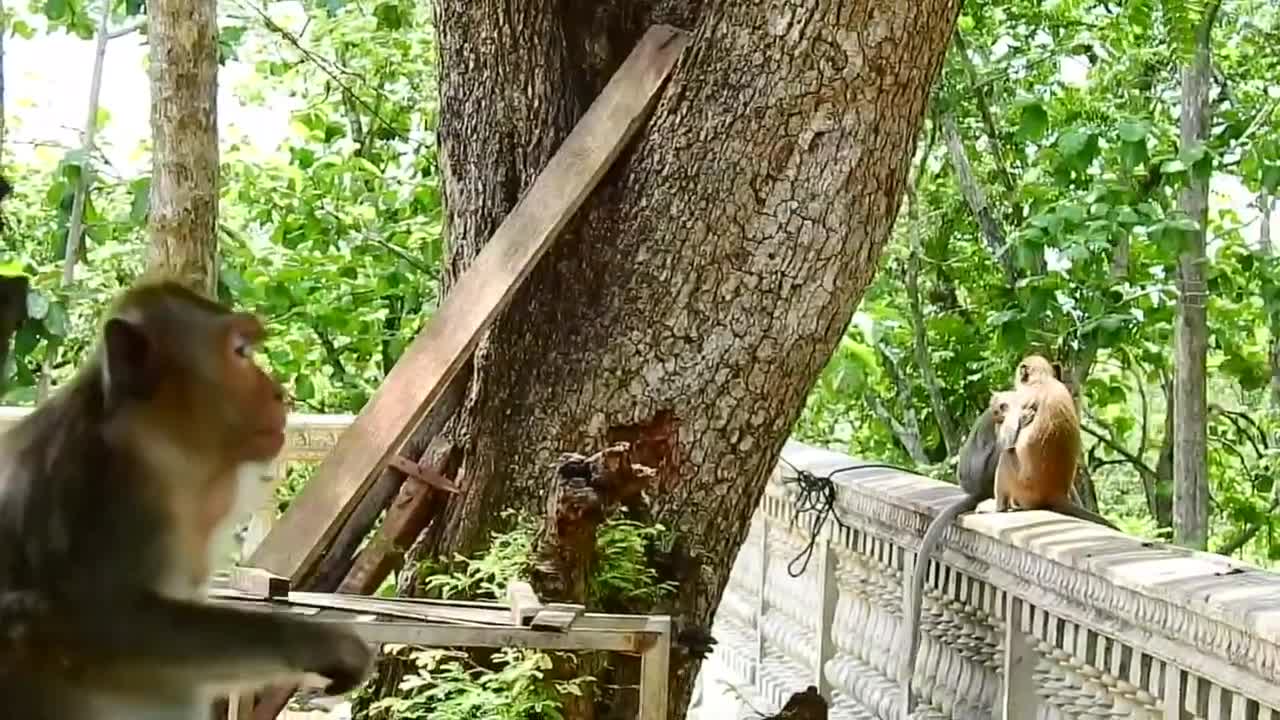 The poor baby monkey gets tangled in the rope and almost faints, the love of a mother for her child.