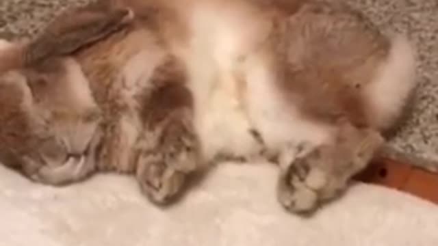 Cute bunny dreaming