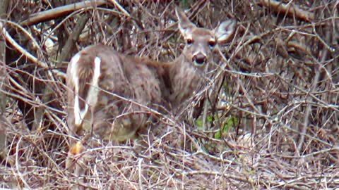 White-tailed deer