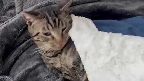 IT’S_HIS_BLANKET_NOW!_😂_#viral(480p)