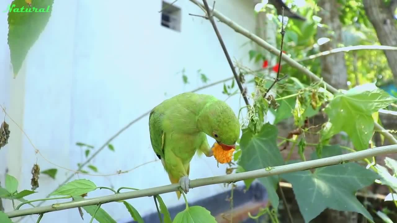 Loud Parrot Chirping Angry Voice - Natural Parrot Sounds - Parrot Calling Sounds --p7