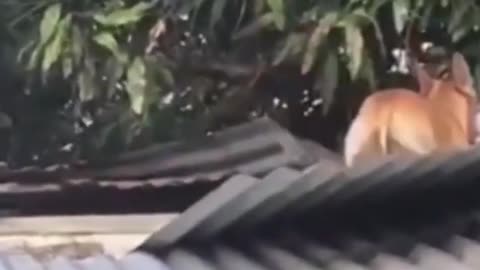 The funniest animals Funny videos about cats, dogs and other animals