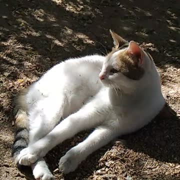 Egyptian cat sunbathing