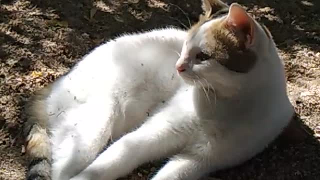 Egyptian cat sunbathing