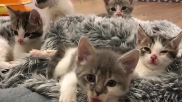 The gaze of a litter of cats