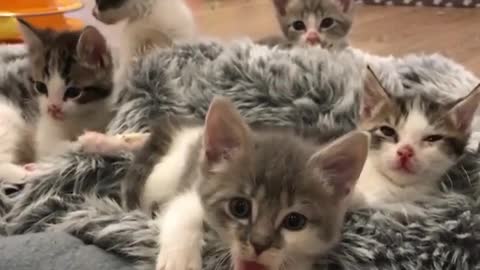 The gaze of a litter of cats