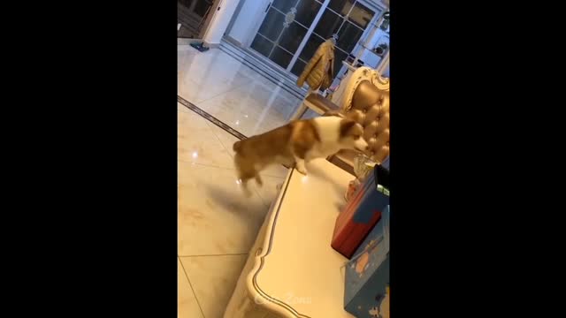 Scatting Dog 🐕 /Jumping Dog/dancing dog