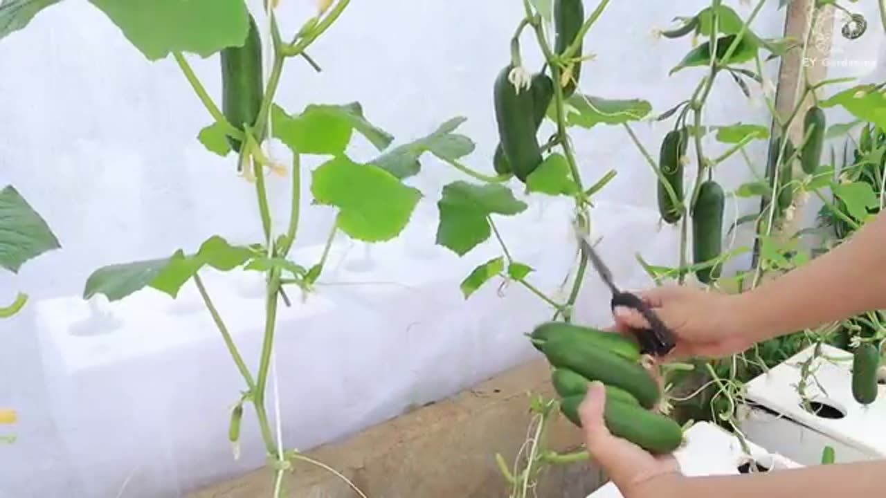 A special method of growing baby cucumbers at home - Fruits come out a lot from the root to the top