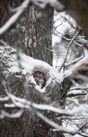 Custom made tree hole carving snuggled Owl 😊👍🙏