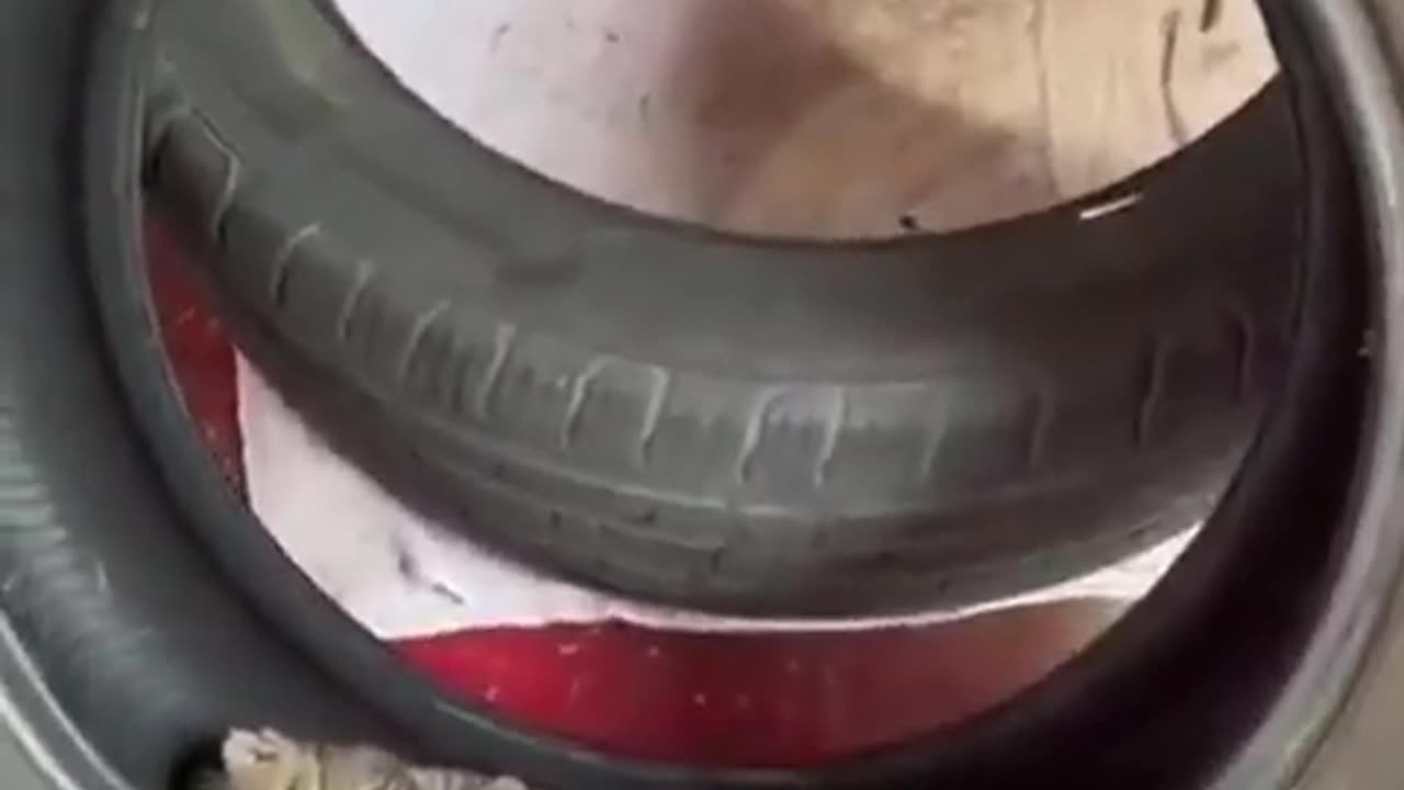 Funny cats