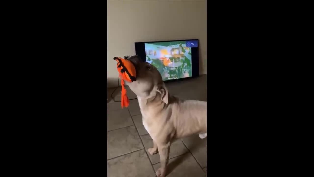 TryNotToLaughDogsAndCats😁-BestFunniestAnimalsVideo2024