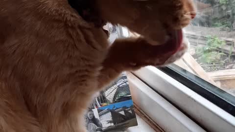 Cat wash.