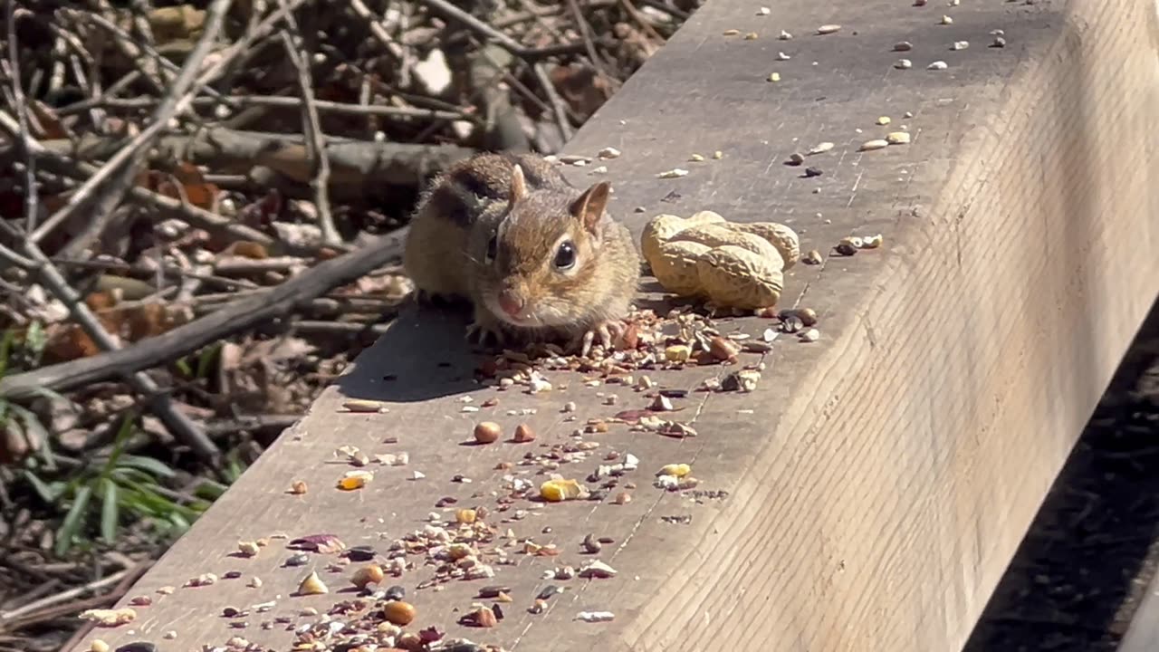 Chippy foregoes the peanuts 😂