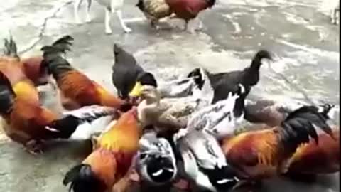 Chicken VS Dog Fight - Funny Dog Fight Videos