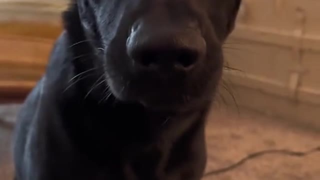 Petite dog mending dog Star