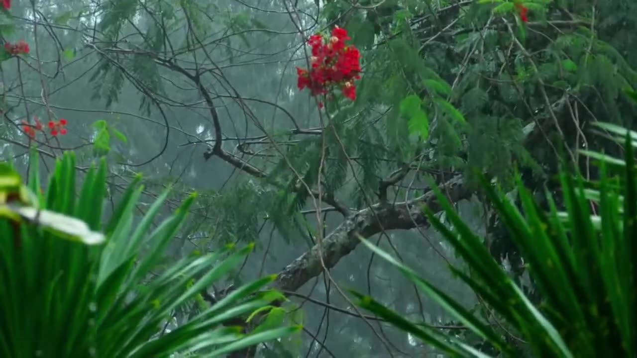 heavy rain in tropical forest