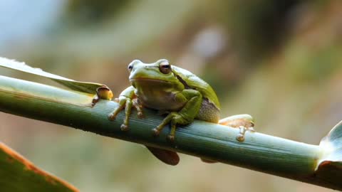 Katak mecaei teman