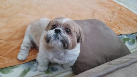Shih tzu throws tantrum....