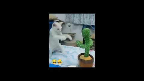 Funny cat think she is ninja