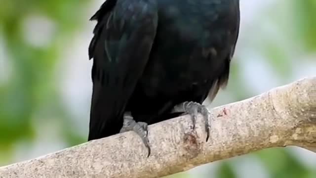 koel