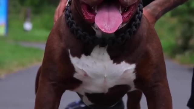 Pitbull dangerous dog 🔥🔥 #SHORTS VIDEO