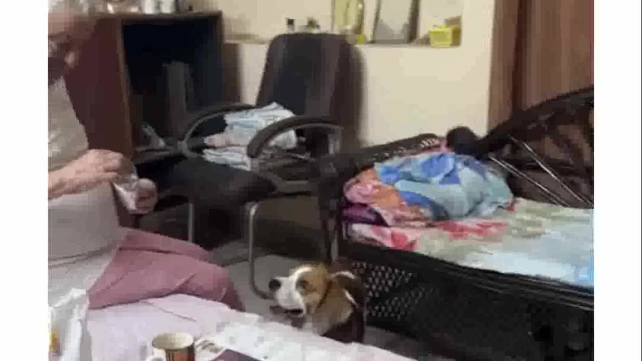 This dog should go to Khatron ke khiladi dog beagle dogshorts funnyshorts doodlethebeagle