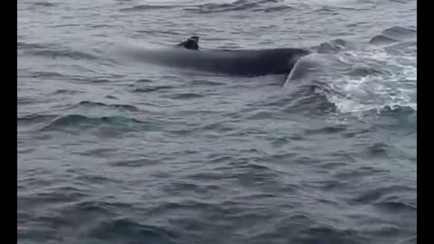 Beautiful whales in the icy Russian sea