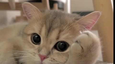 The cute little cat is greeting you