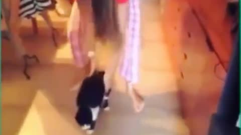 Funniest Cats 😹 - Don't try to hold back Laughter 😂 - Funny Cats Life