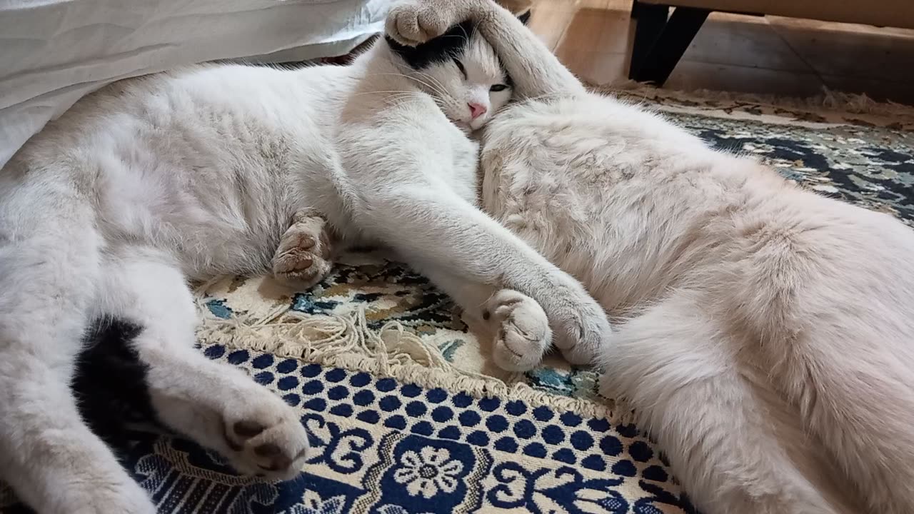 Hugging another cat's head