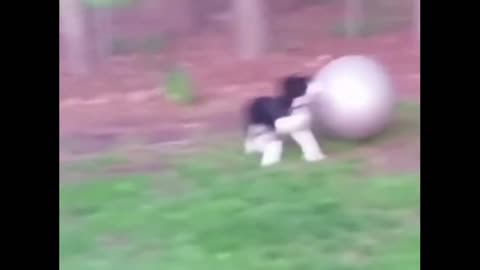 The dog jumps on the fit ball with a run