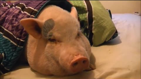 Sleeping Pig Wakes Up for a Cookie!