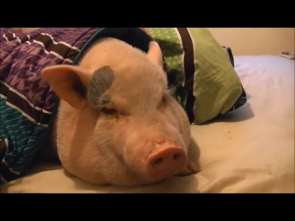 Sleeping Pig Wakes Up for a Cookie!