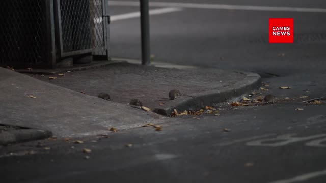 Rats at London Road KFC