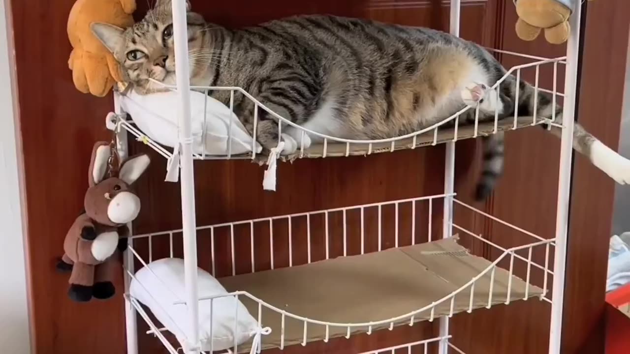 🐱🐱💥