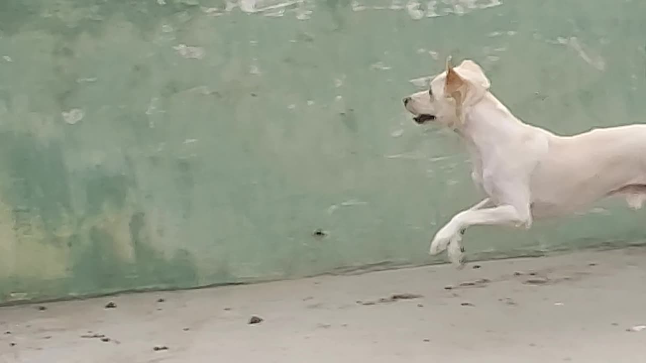 Monkey Fight dog