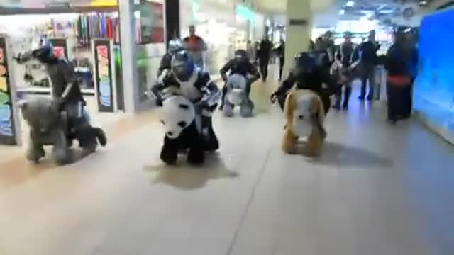 Check Out This Hilarious Race On Motorized Animal Cars