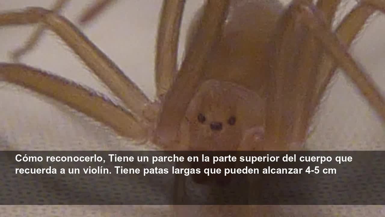 Cómo reconocer si te ha picado la araña del violín