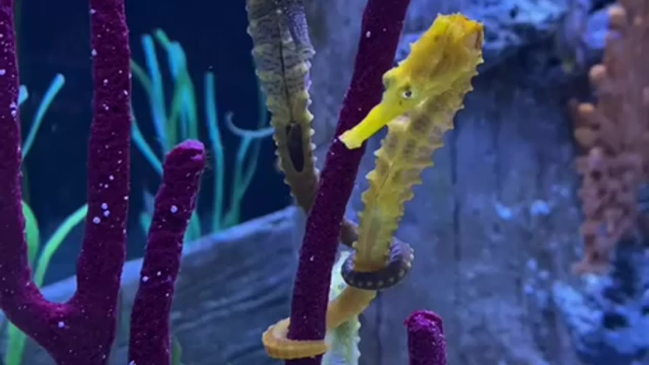 ~BEAUTIFUL SEA HORSES ~