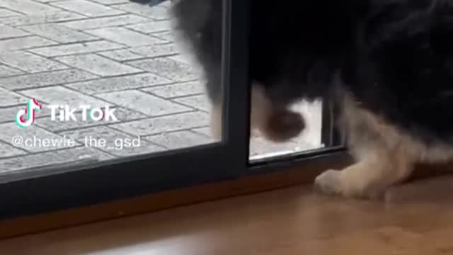 25 Minutes Of Funniest Pets From Tiktok