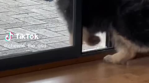 25 Minutes Of Funniest Pets From Tiktok