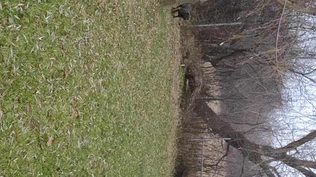 Marley Dog