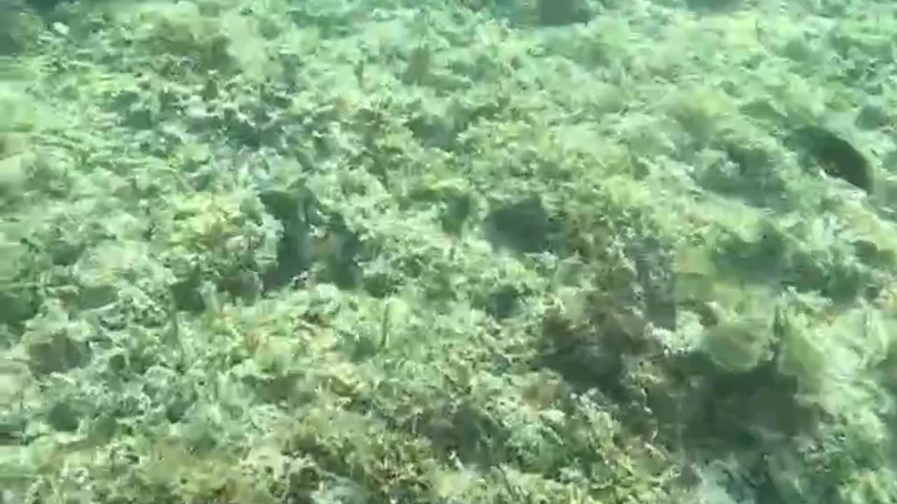 Snorkeling Adventures: Small colorful fish swimming around a Chocolate Chip starfish.
