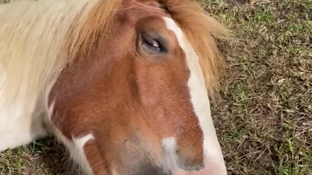 I wonder what he's dreaming about 🐴😴