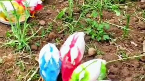 😚colorful chicks